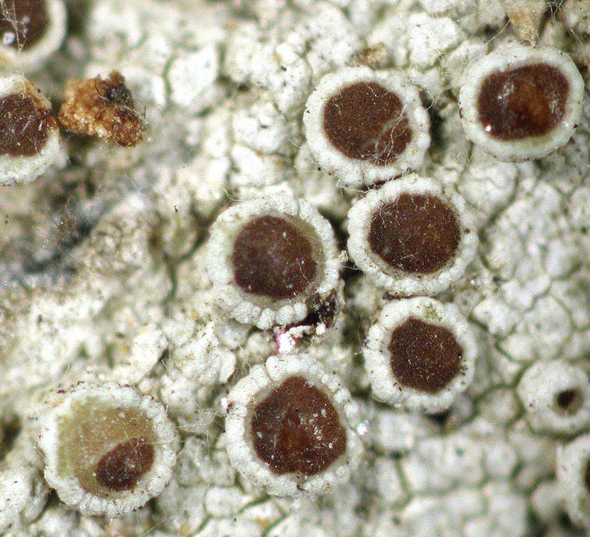 Lecanora tropica image