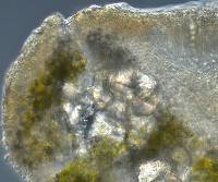 Protoparmeliopsis ertzii image