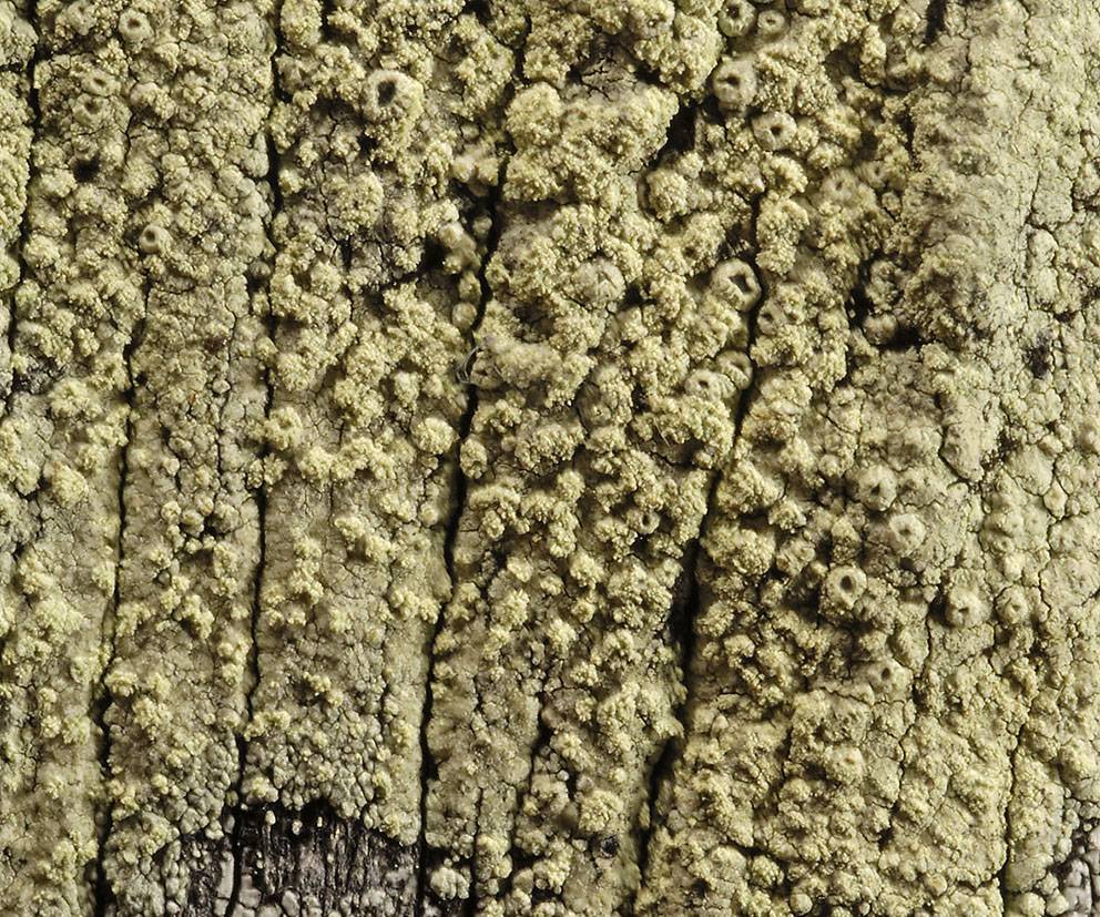 Lecanora floridula image