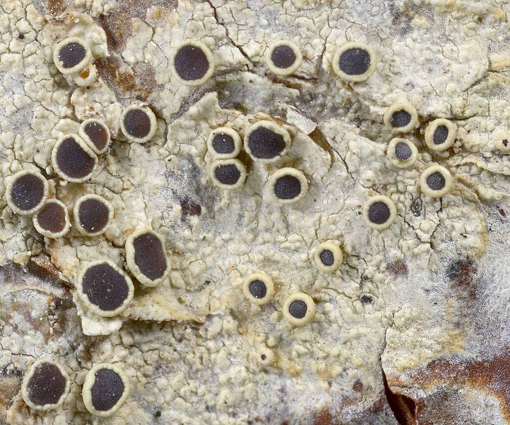 Lecanora schindleri image