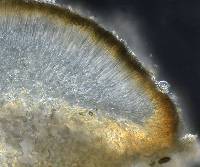 Lecanora confusoides image