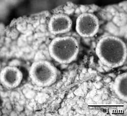 Image of Lecanora chlarona