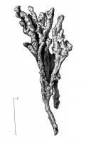 Lepraria subalbicans image