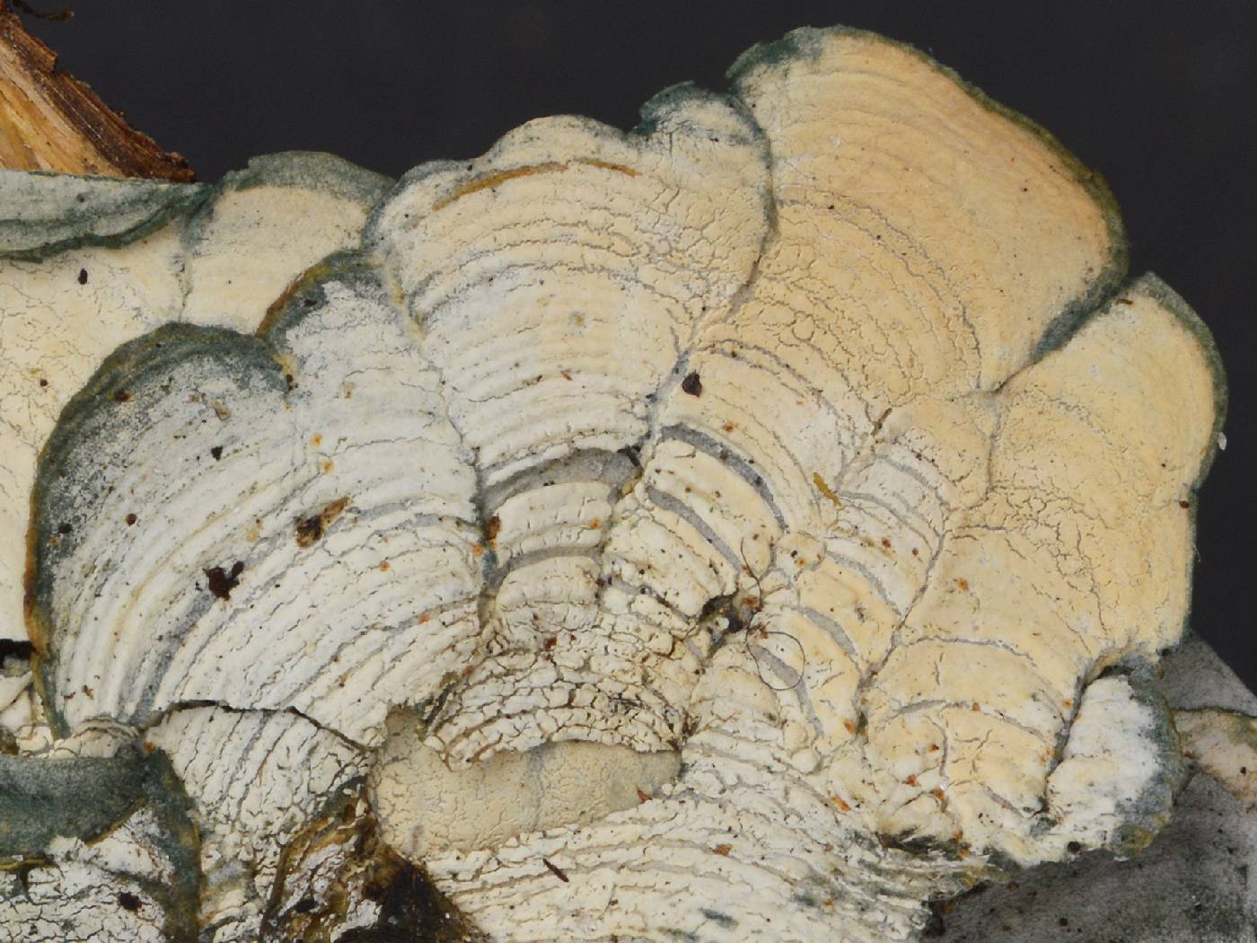 Hygrophoraceae image