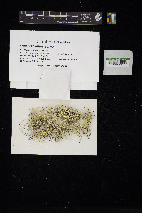 Image of Usnea austrocampestris