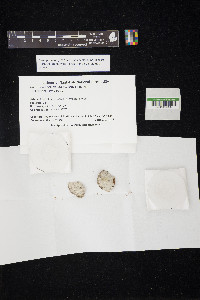 Pertusaria neolecanina image