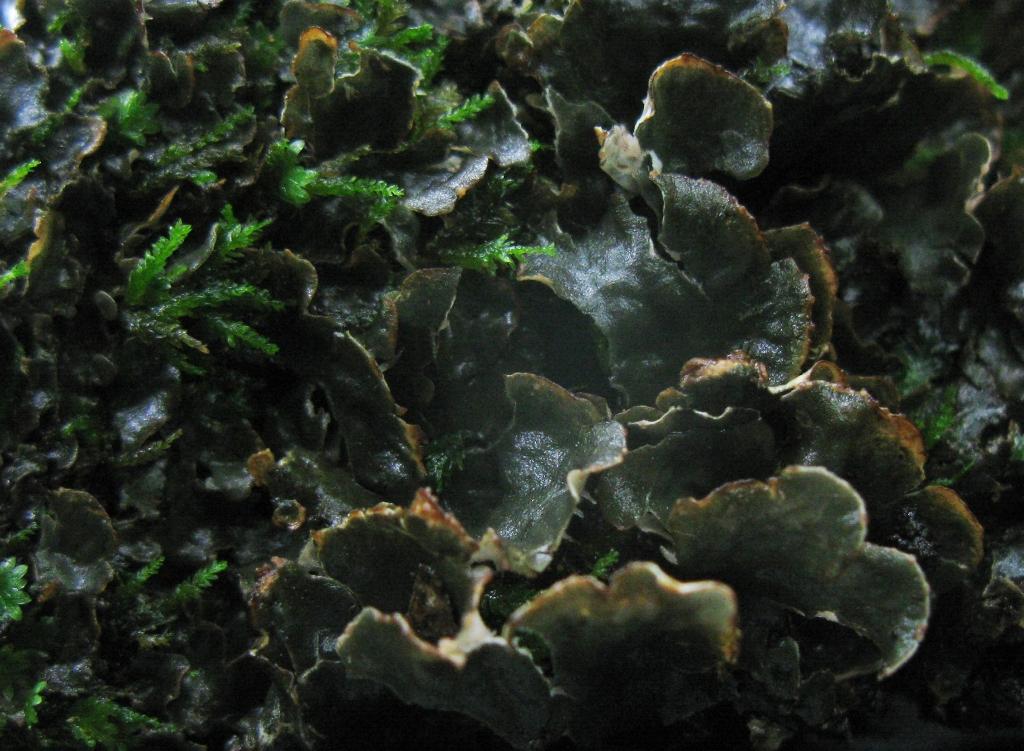 Peltigera monticola image