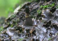 Peltigera phyllidiosa image