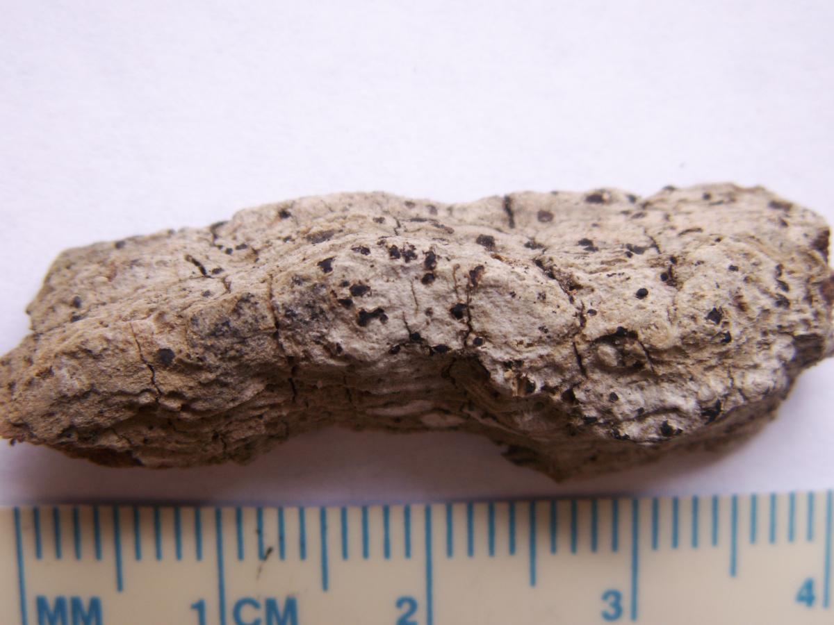 Melaspilea maculosa image
