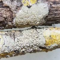 Lecanora leprosa image