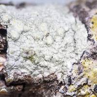 Pertusaria texana image