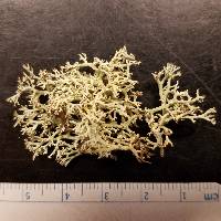 Cladonia leporina image