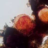 Arthonia sanguinea image