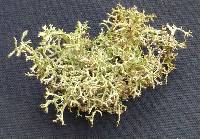 Cladonia multiformis image