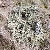 Usnea strigosa image