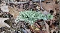 Usnea strigosa image