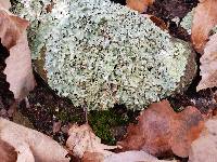 Parmotrema reticulatum image