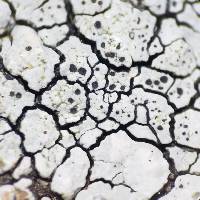 Lecanora oreinoides image