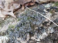 Leptogium cyanescens image