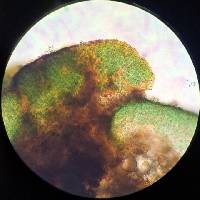 Pterygiopsis cava image