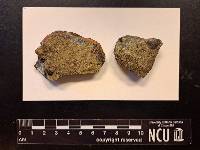 Lecanora subimmergens image