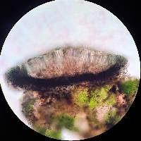 Bacidia granosa image