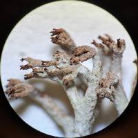 Cladonia rangiferina image