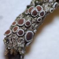 Lecanora argentata image