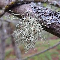 Ramalina subleptocarpha image