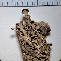 Cladonia subcariosa image