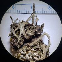 Cladonia coniocraea image