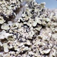 Cladonia strepsilis image