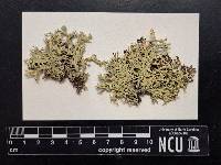 Cladonia leporina image