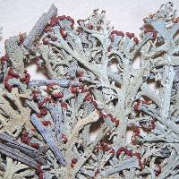 Cladonia leporina image