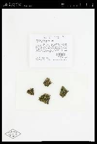 Cladonia ochrochlora image