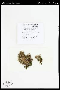 Plectocarpon lichenum image