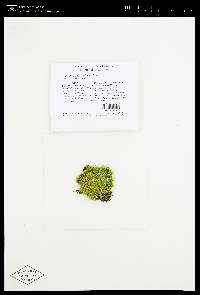 Cladonia ochrochlora image