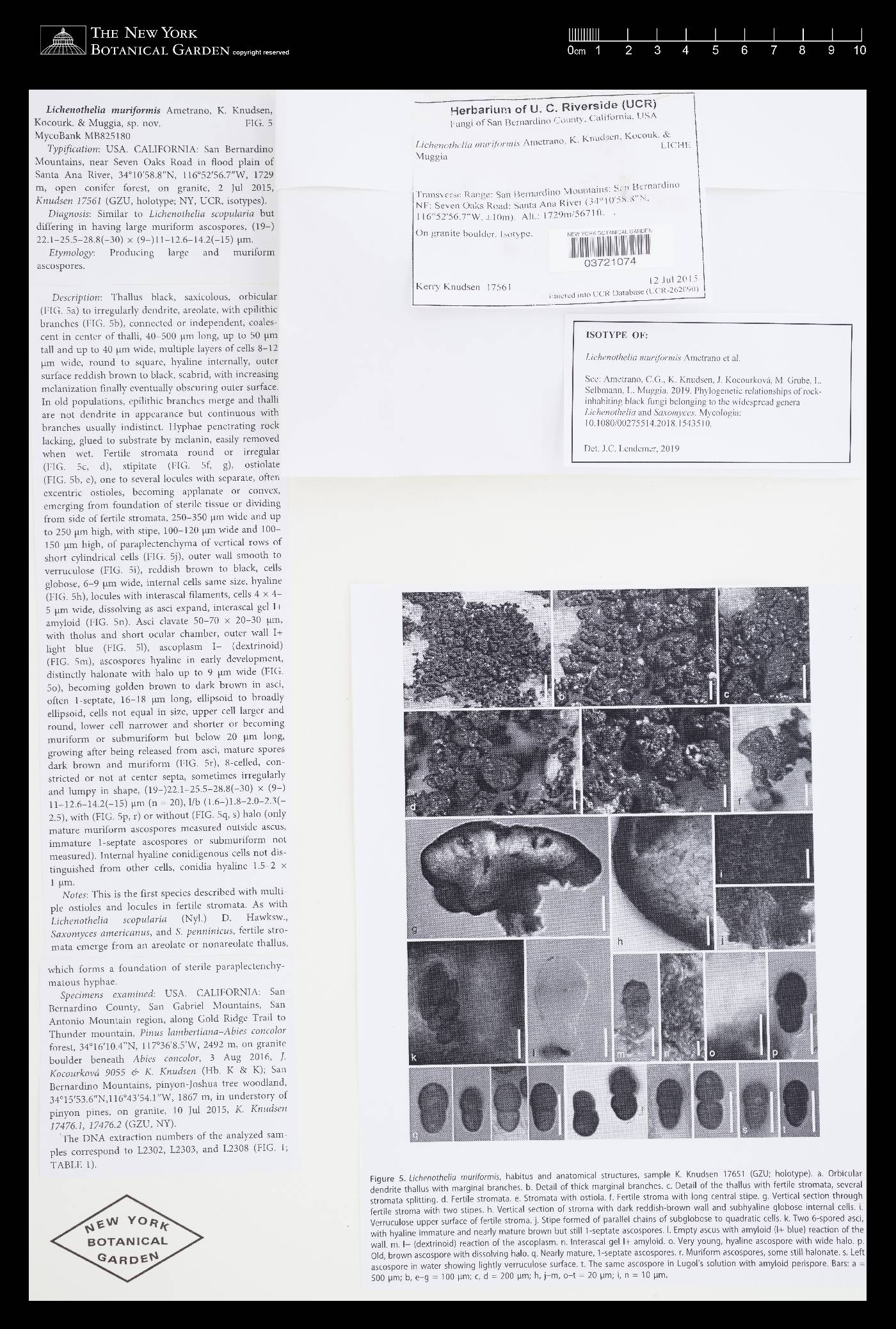 Lichenothelia muriformis image