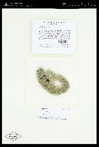 Usnea ceratina image