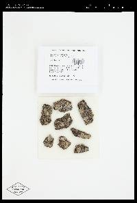 Lecanora hybocarpa image