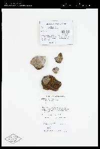 Lecanora subimmergens image