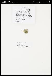 Usnea cornuta image