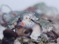 Image of Nectriopsis parmeliae