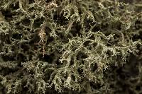 Evernia mesomorpha image