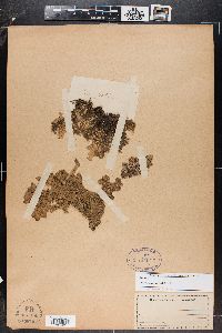 Lobaria pulmonaria image