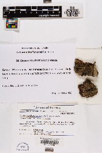 Coenogonium pineti image