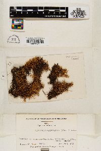 Image of Cladonia abbatiana