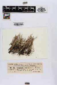 Cladonia cornuta image