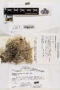 Cladonia crispatula image