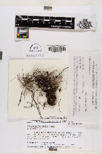 Cladonia isabellina image